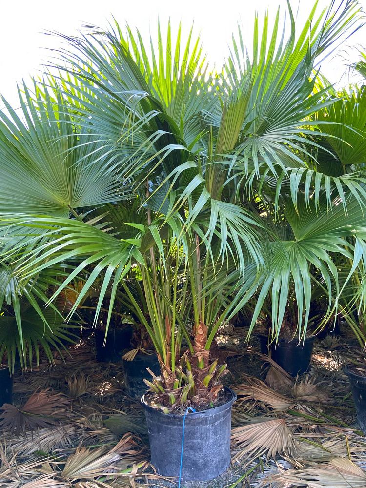 livistona-chinensis-chinese-fan-palm