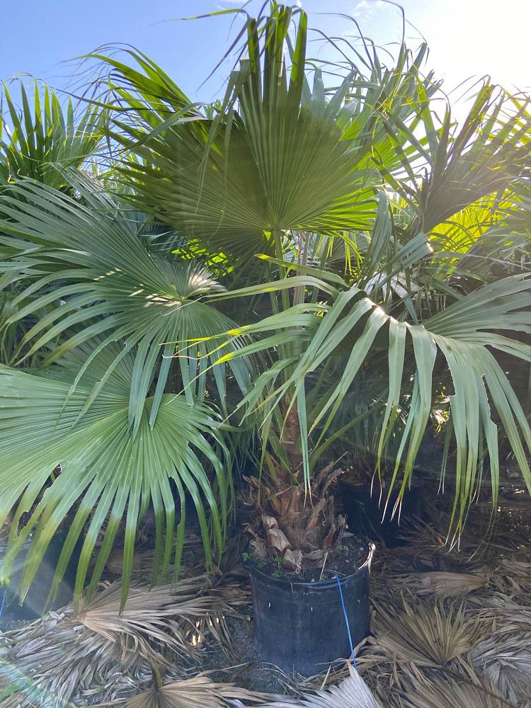 livistona-chinensis-chinese-fan-palm