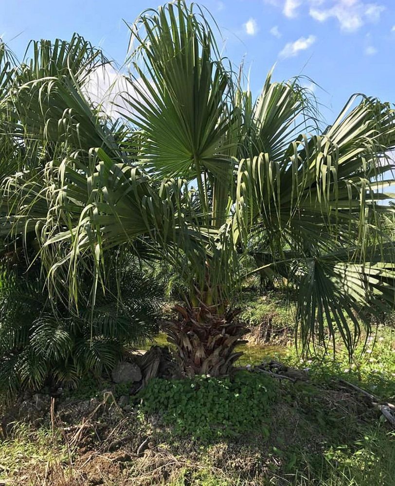 livistona-chinensis-chinese-fan-palm
