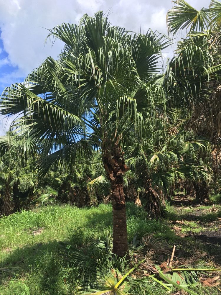 livistona-chinensis-chinese-fan-palm