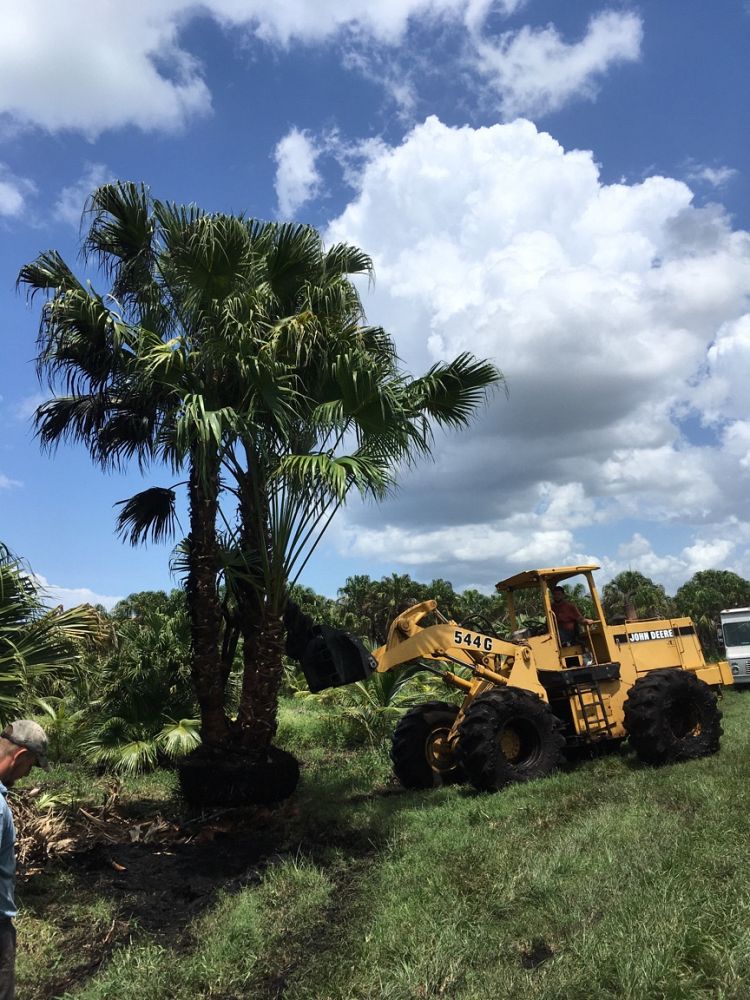 livistona-chinensis-chinese-fan-palm