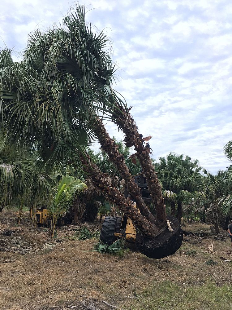 livistona-chinensis-chinese-fan-palm