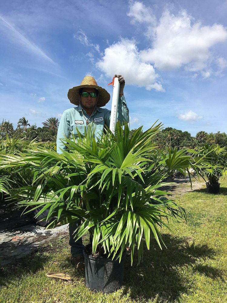 livistona-chinensis-chinese-fan-palm