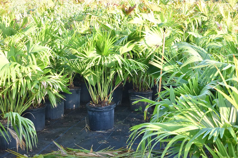 livistona-chinensis-chinese-fan-palm