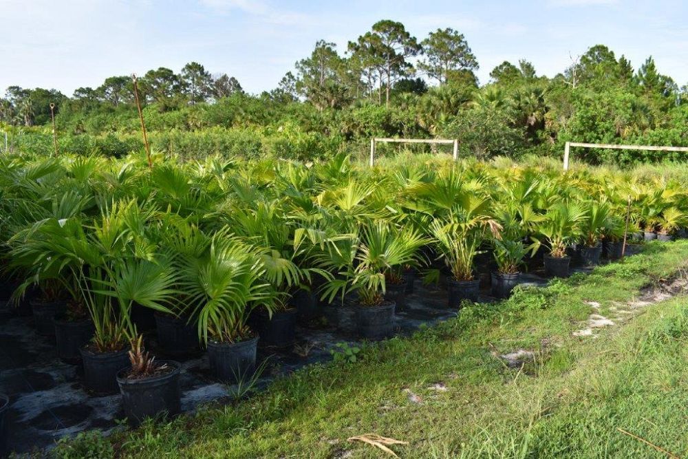livistona-chinensis-chinese-fan-palm