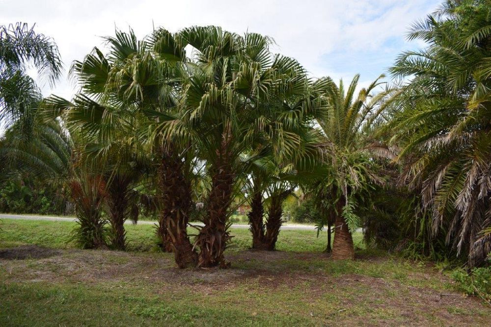 livistona-chinensis-chinese-fan-palm