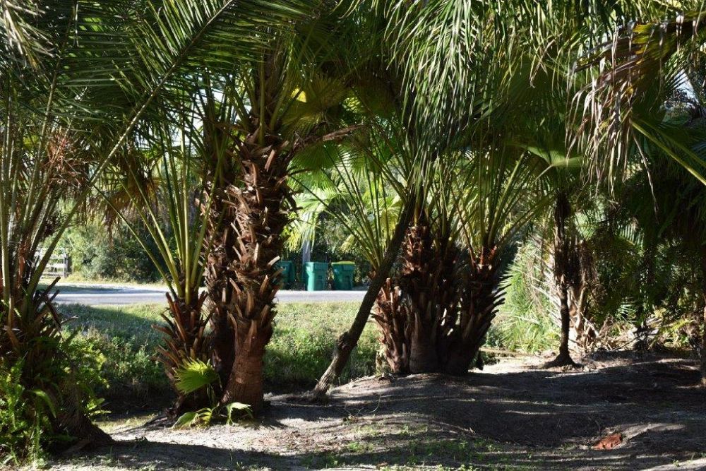 livistona-chinensis-chinese-fan-palm