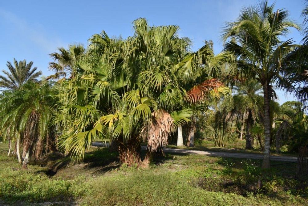 livistona-chinensis-chinese-fan-palm