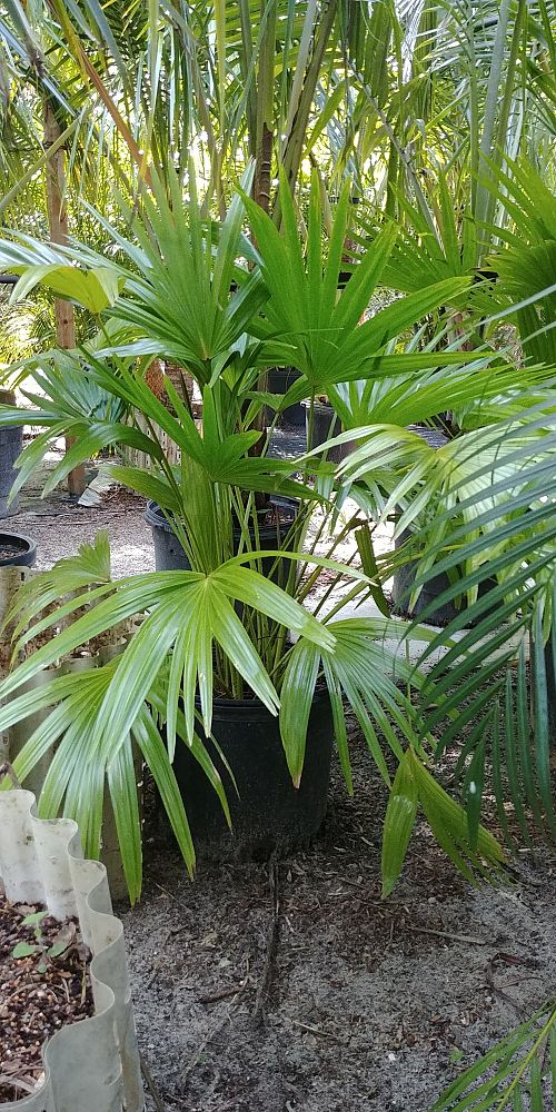 livistona-chinensis-chinese-fan-palm
