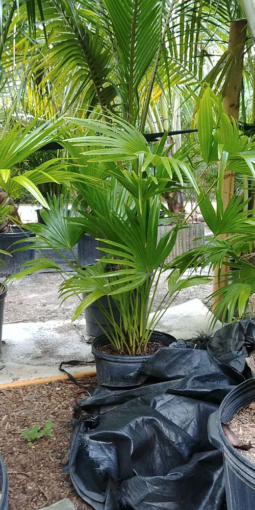 livistona-chinensis-chinese-fan-palm