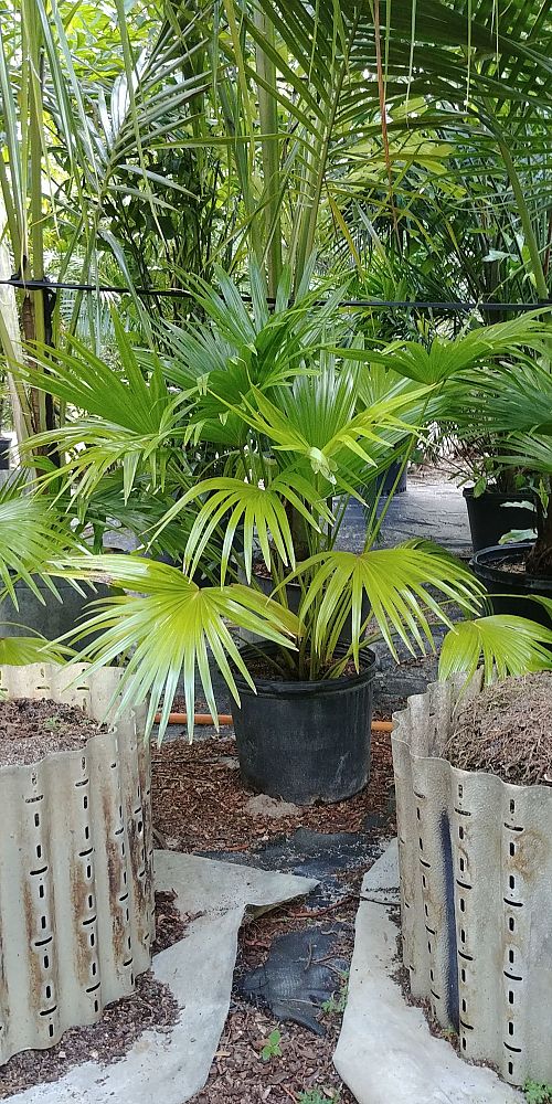 livistona-chinensis-chinese-fan-palm