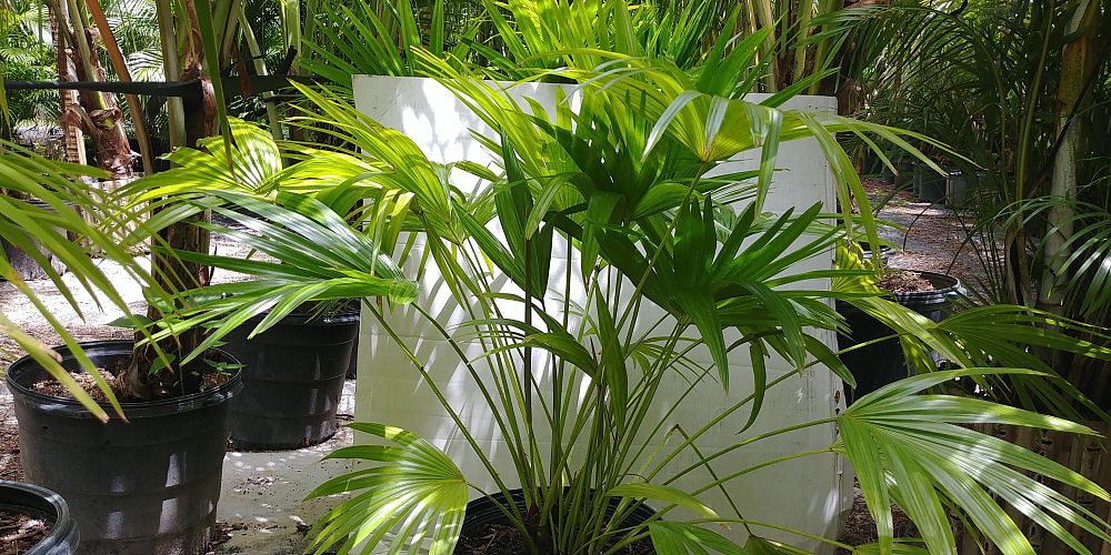 livistona-chinensis-chinese-fan-palm