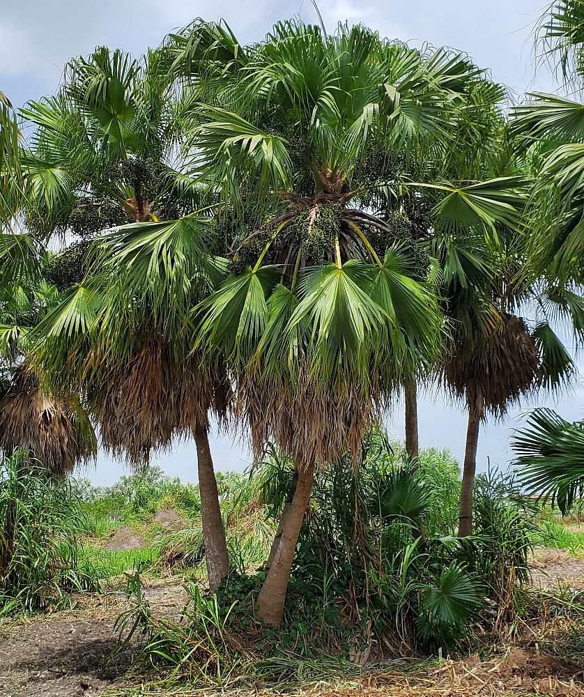 livistona-chinensis-chinese-fan-palm
