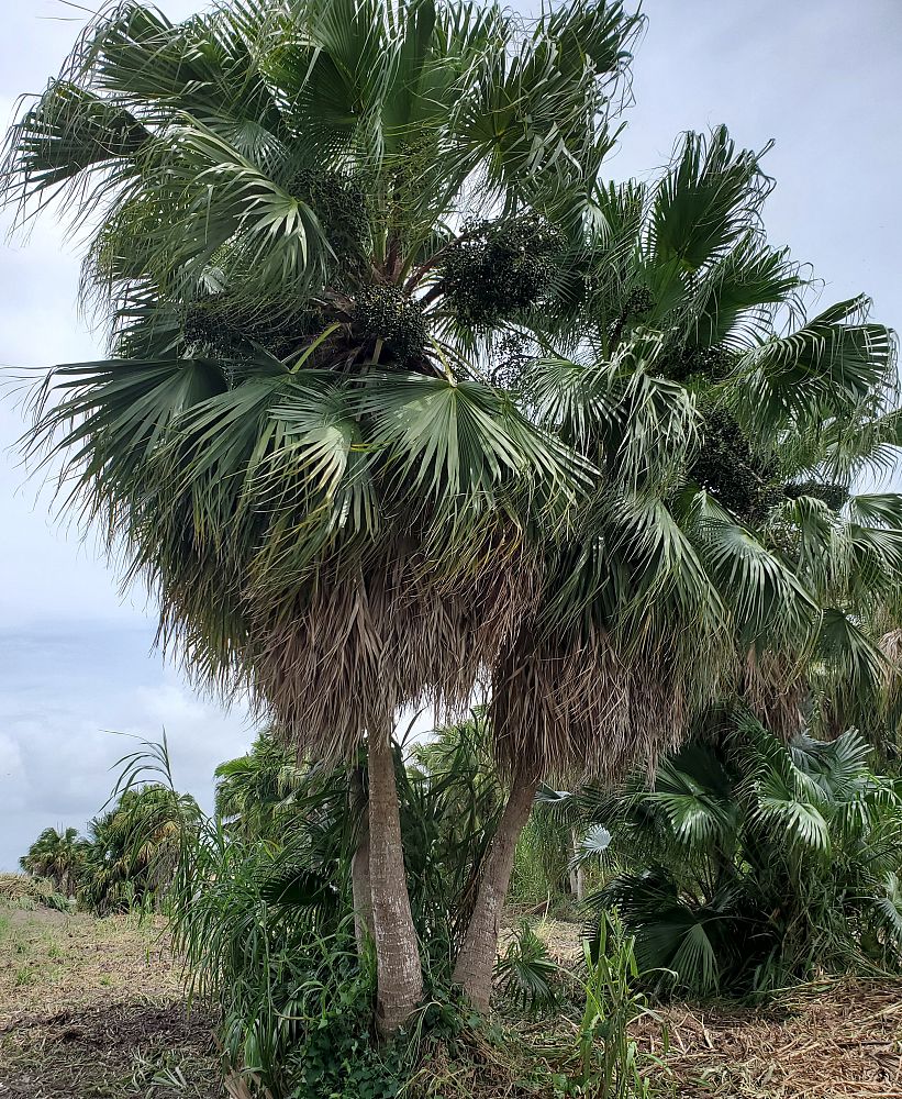 livistona-chinensis-chinese-fan-palm