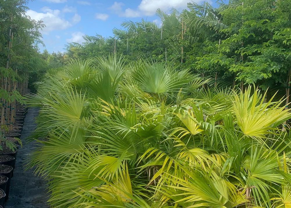 livistona-chinensis-chinese-fan-palm