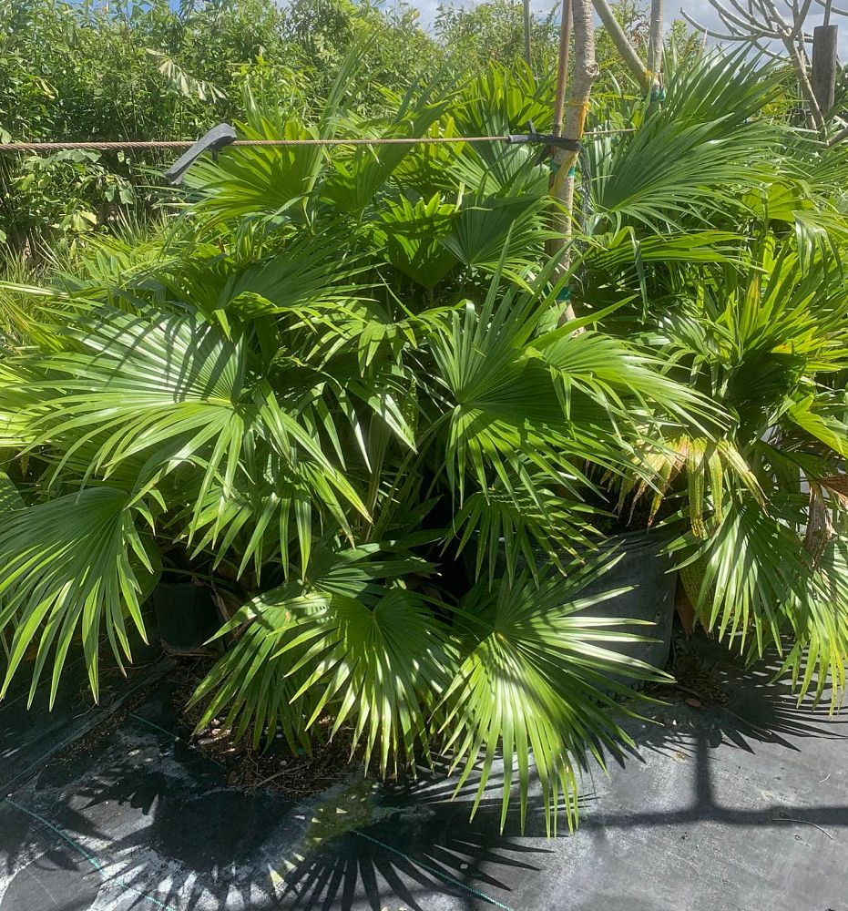 livistona-chinensis-chinese-fan-palm