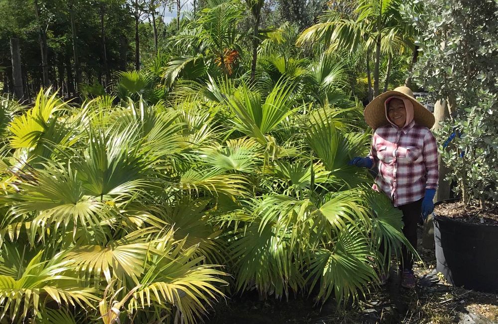 livistona-chinensis-chinese-fan-palm