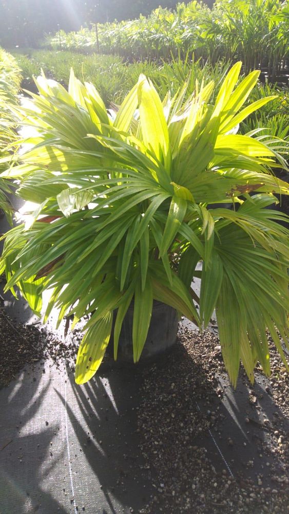 livistona-chinensis-chinese-fan-palm