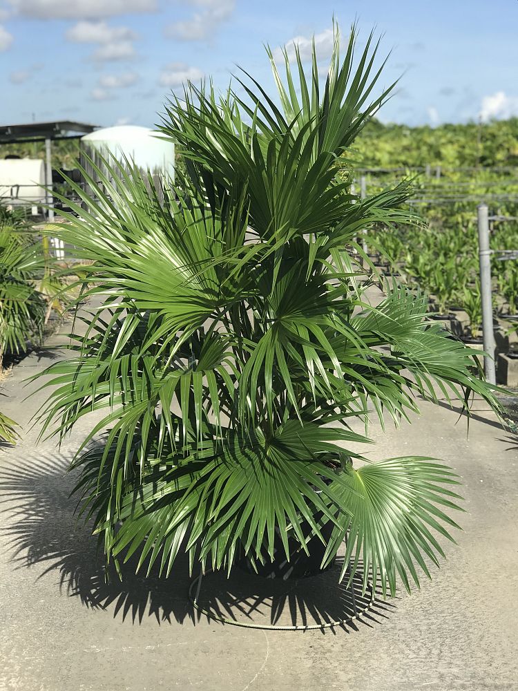 livistona-chinensis-chinese-fan-palm