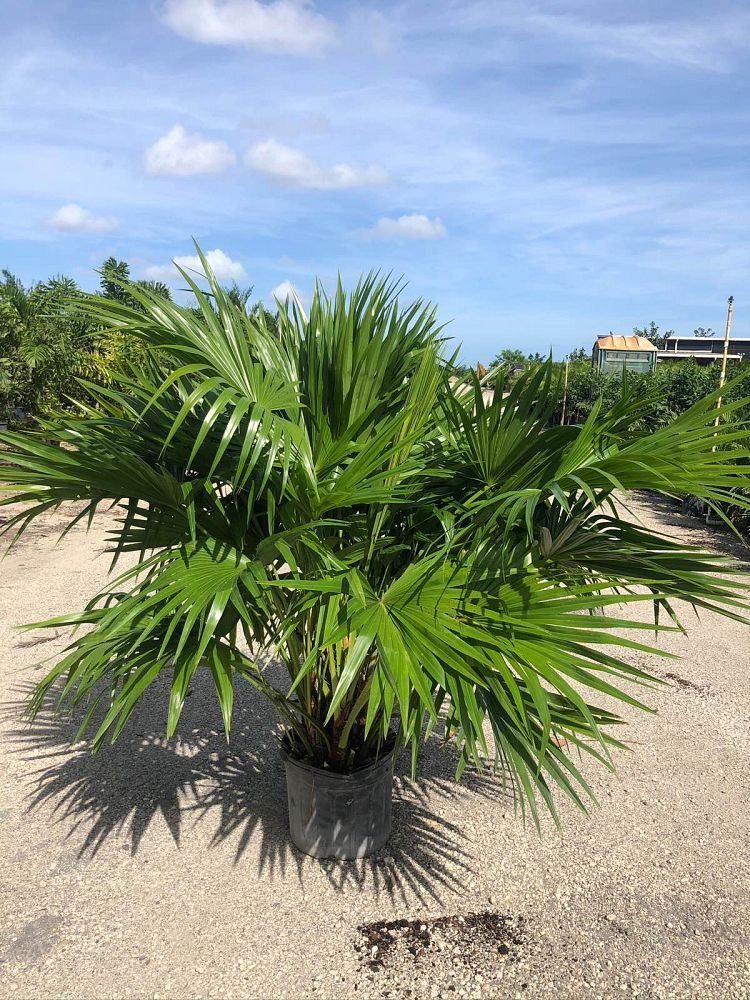 livistona-chinensis-chinese-fan-palm