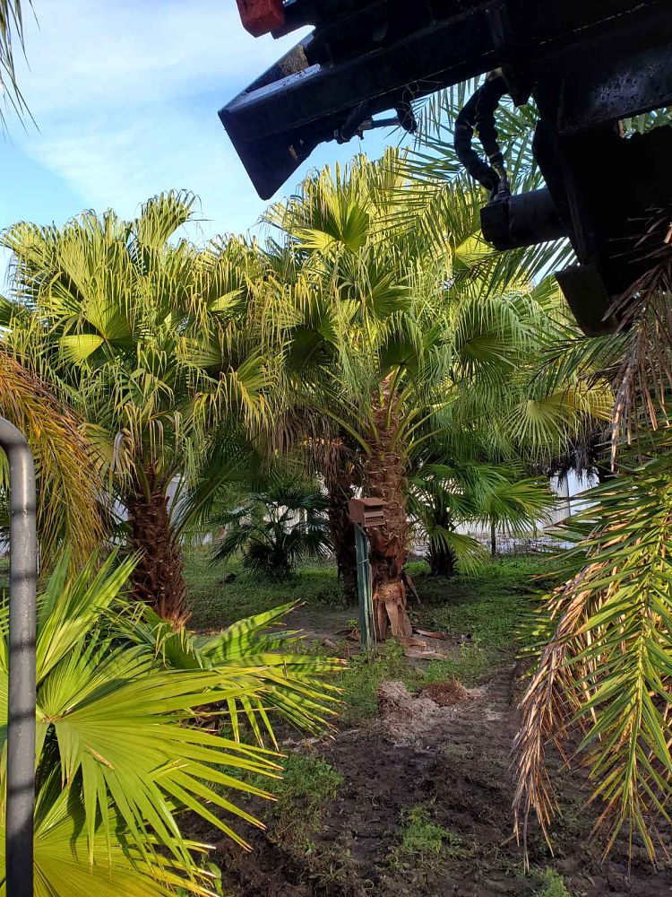 livistona-chinensis-chinese-fan-palm
