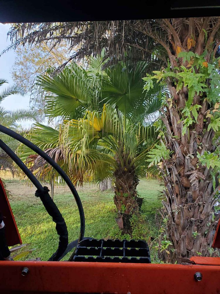 livistona-chinensis-chinese-fan-palm