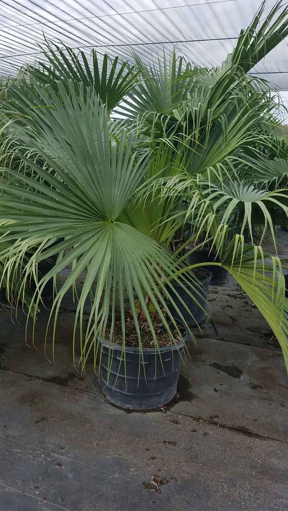 livistona-chinensis-chinese-fan-palm