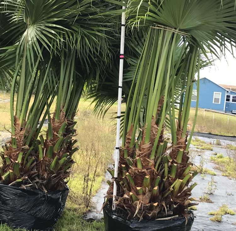 livistona-chinensis-chinese-fan-palm