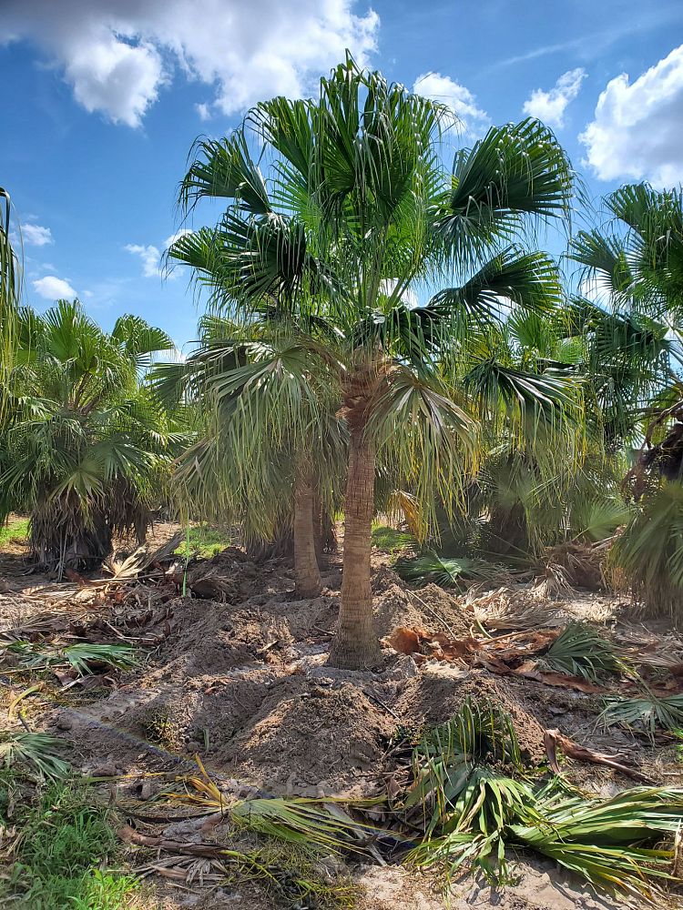 livistona-chinensis-chinese-fan-palm