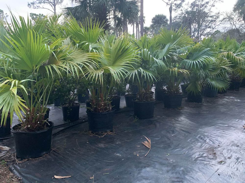 livistona-chinensis-chinese-fan-palm