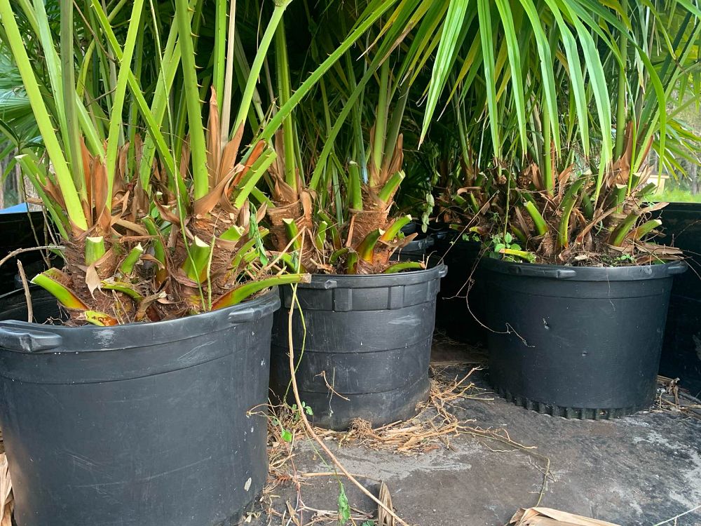 livistona-chinensis-chinese-fan-palm