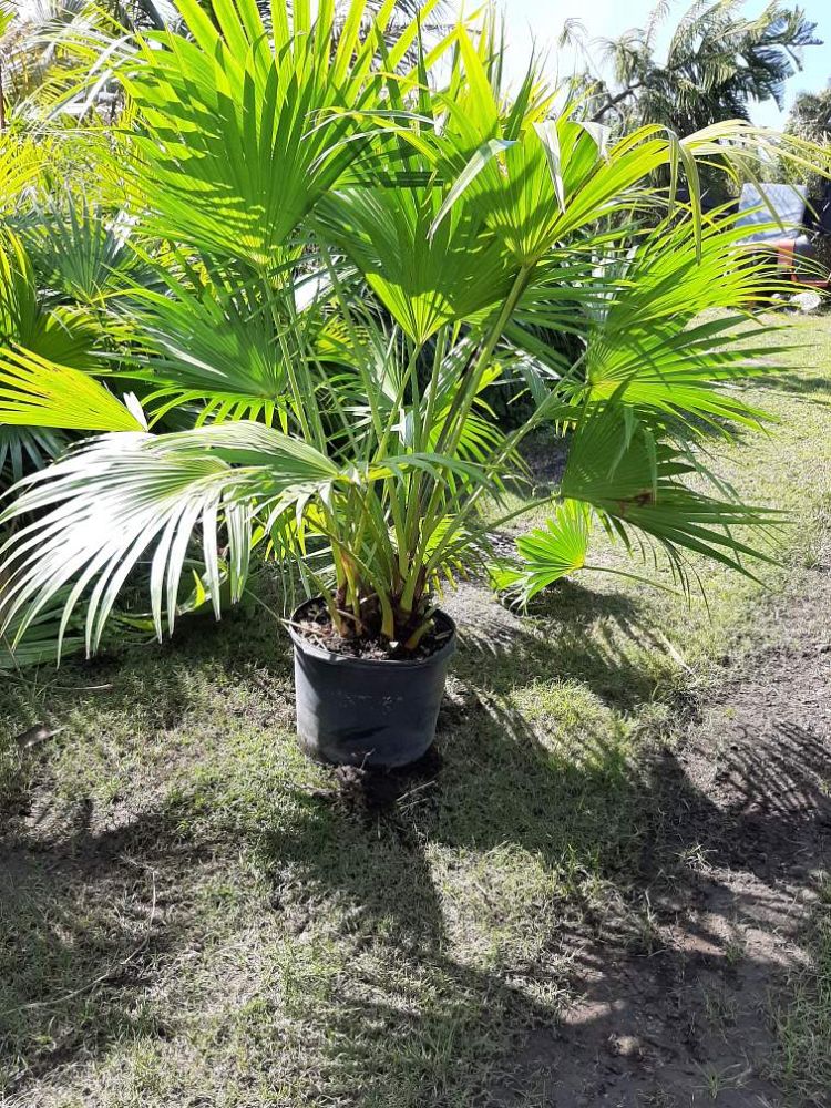 livistona-chinensis-chinese-fan-palm