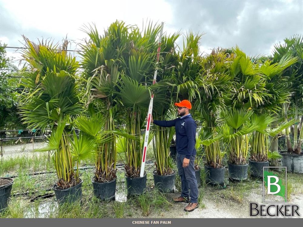 livistona-chinensis-chinese-fan-palm