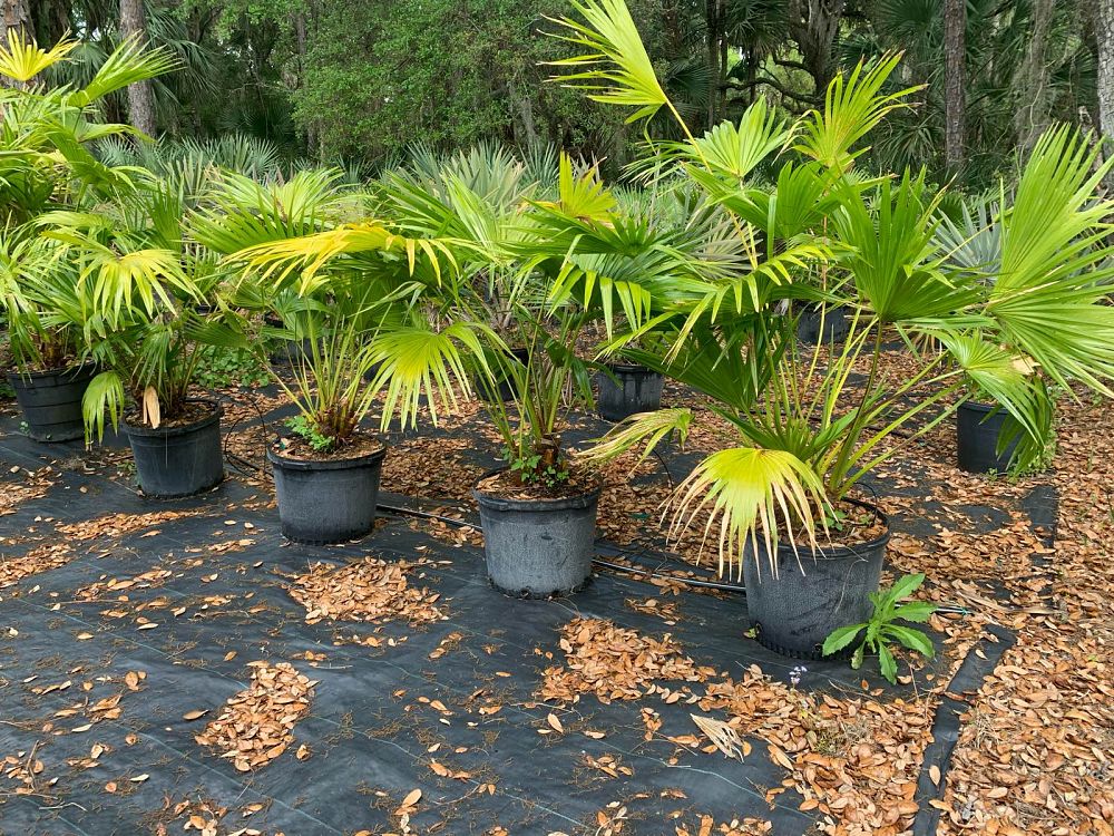 livistona-chinensis-chinese-fan-palm