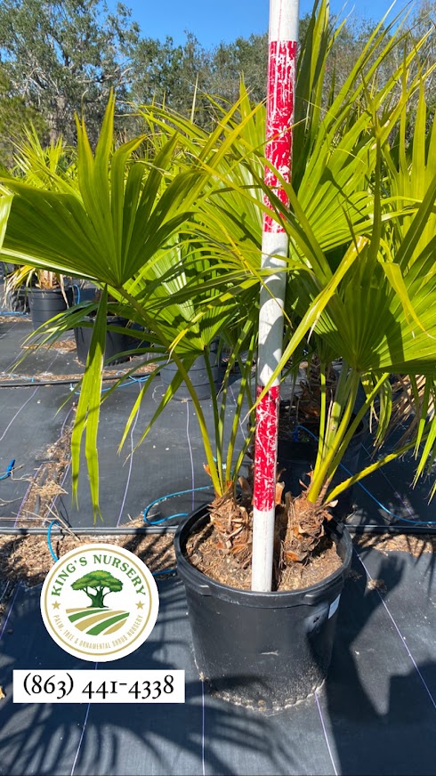 livistona-chinensis-chinese-fan-palm