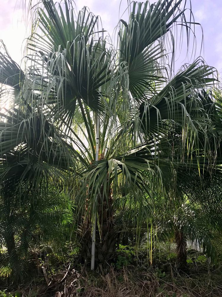 livistona-chinensis-chinese-fan-palm