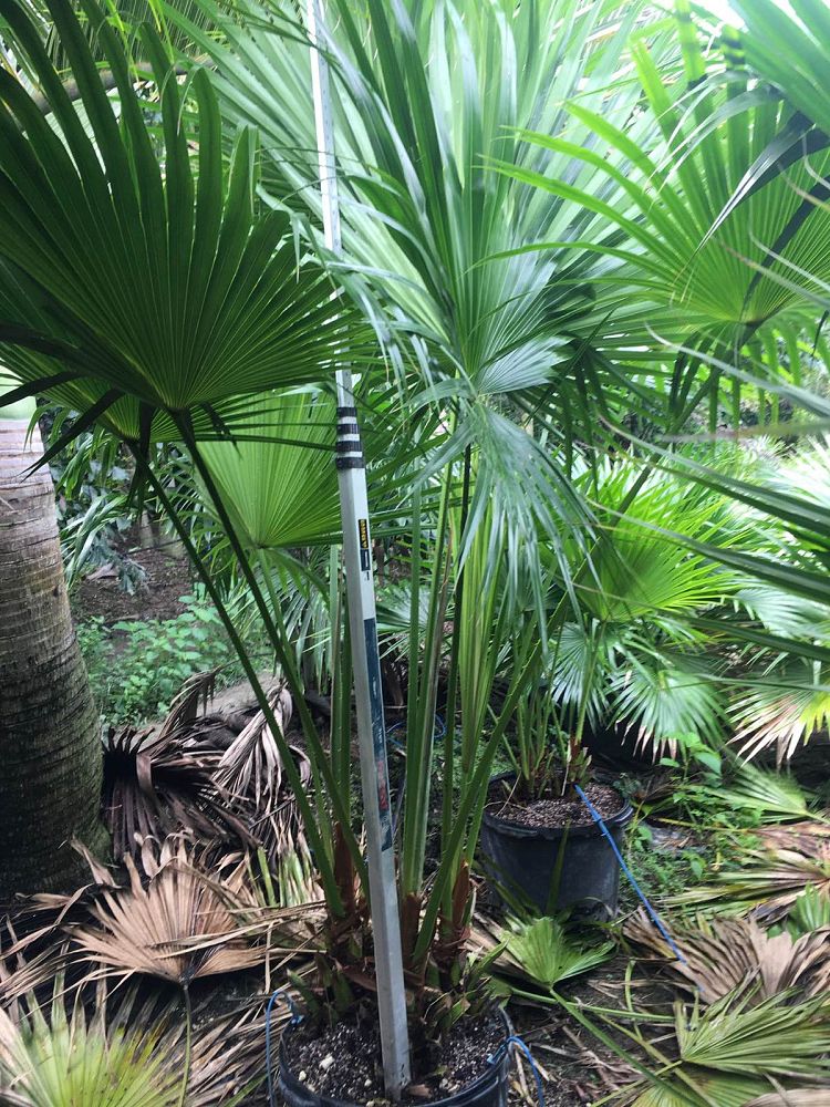 livistona-chinensis-chinese-fan-palm