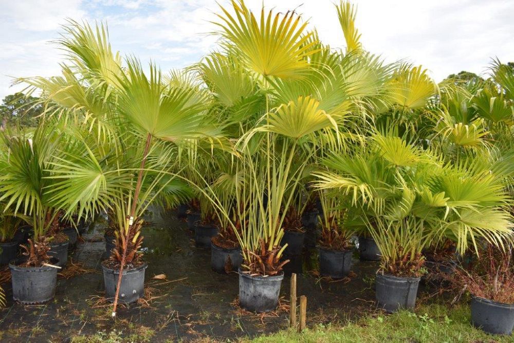 livistona-chinensis-chinese-fan-palm