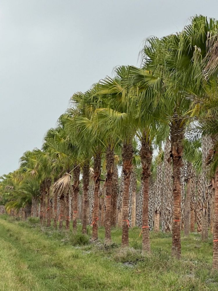 livistona-chinensis-chinese-fan-palm