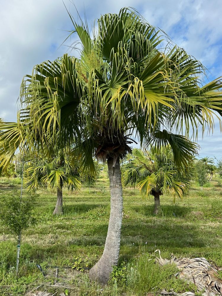 livistona-chinensis-chinese-fan-palm
