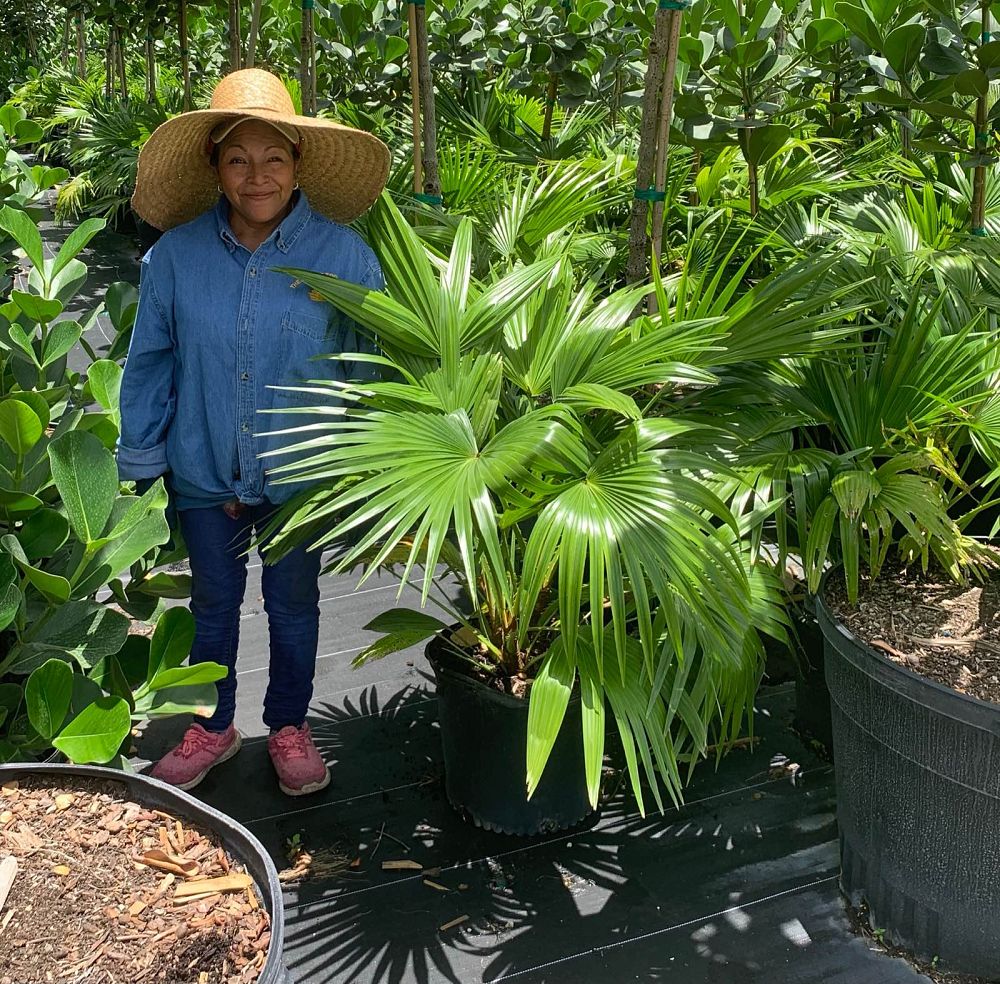 livistona-chinensis-chinese-fan-palm