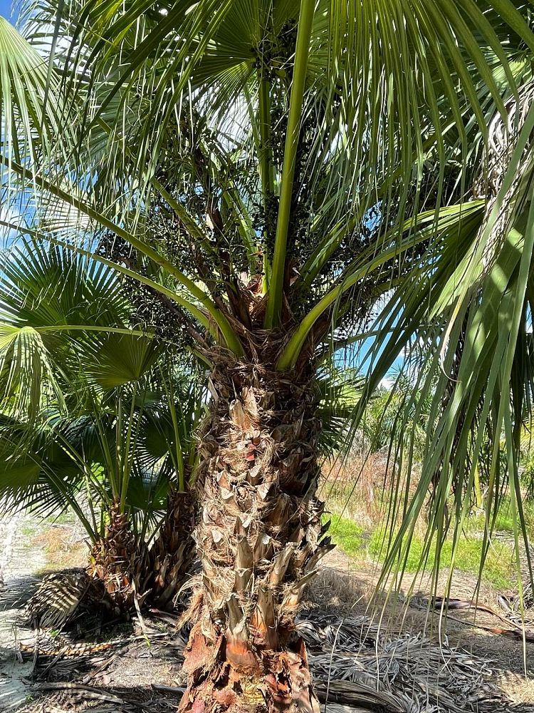 livistona-chinensis-chinese-fan-palm