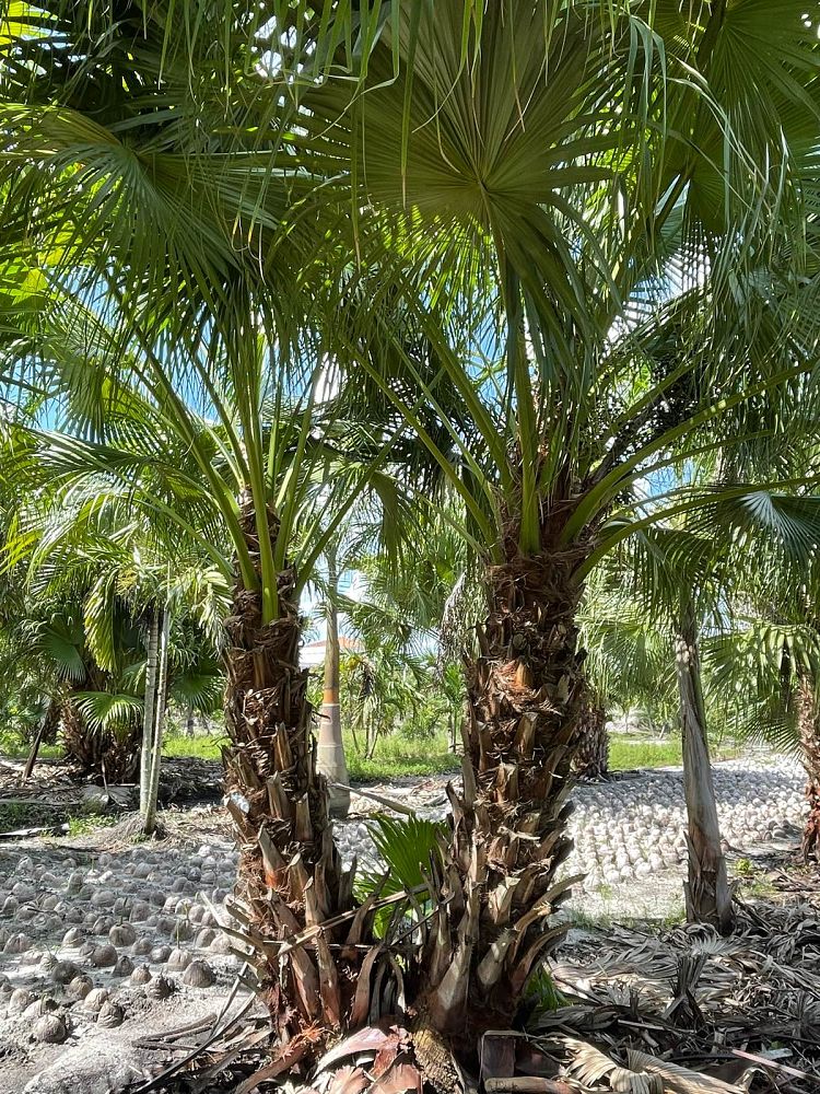 livistona-chinensis-chinese-fan-palm