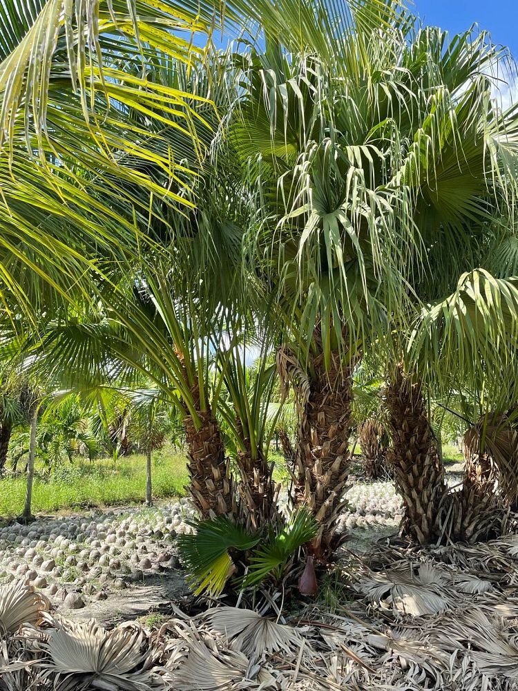 livistona-chinensis-chinese-fan-palm