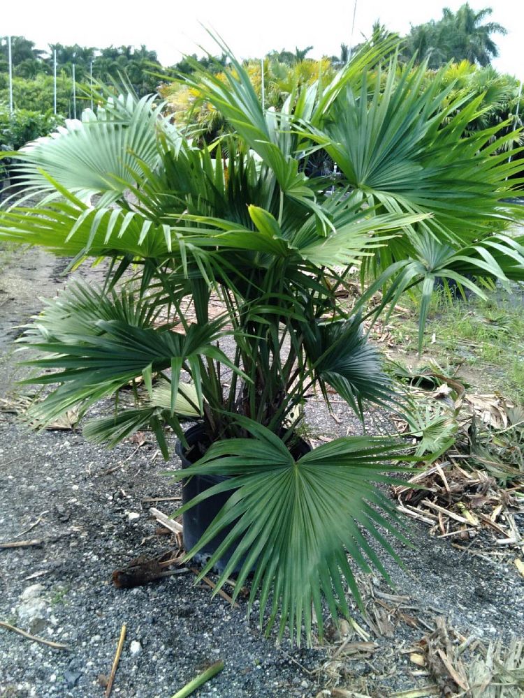 livistona-chinensis-chinese-fan-palm
