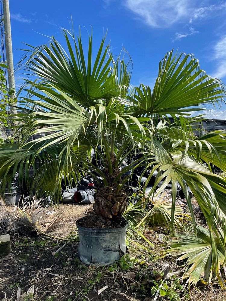 livistona-chinensis-chinese-fan-palm