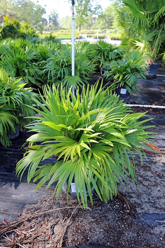 livistona-chinensis-chinese-fan-palm