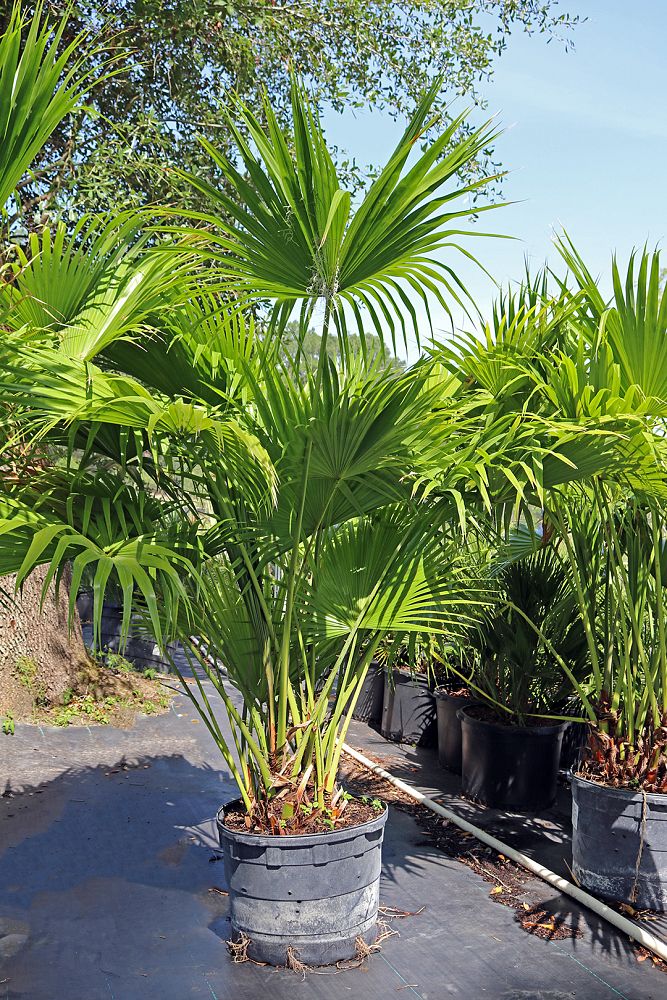 livistona-chinensis-chinese-fan-palm