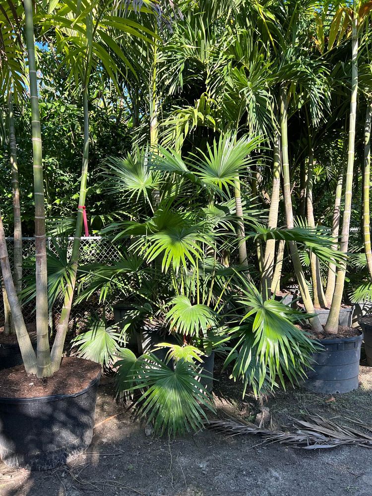 livistona-chinensis-chinese-fan-palm