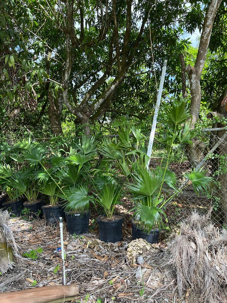 livistona-chinensis-chinese-fan-palm